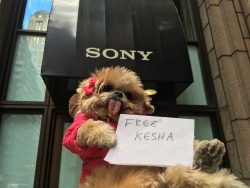marniethedog:  Let Kesha go!