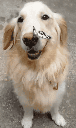 Porn Pics gifsboom:   A dog and his butterfly buddy
