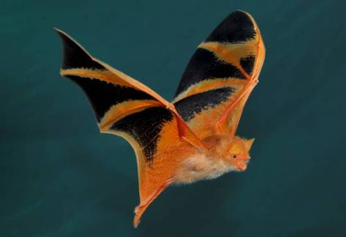 audible-smiles: end0skeletal: Orange Painted Bat a Halloween