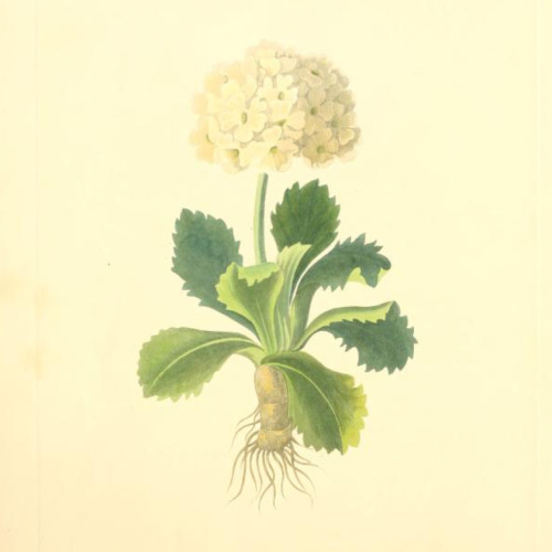 rosewhiteboyhood: floral illustrations of the seasons, margaret lace roscoe, 1829, “spring” source: archive.org  