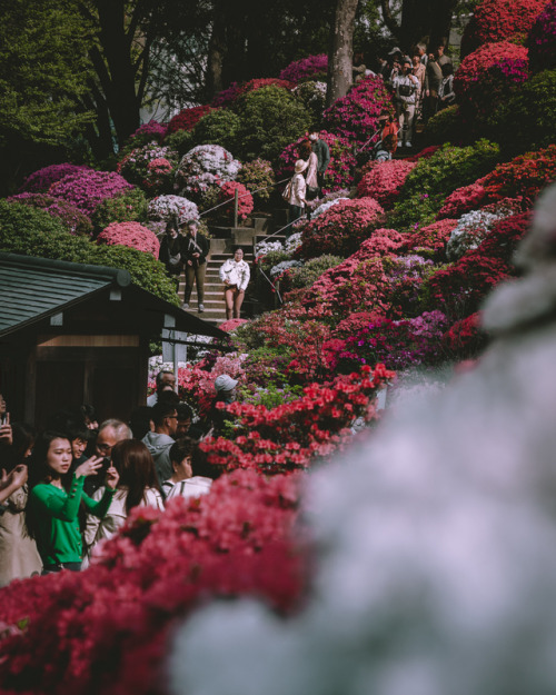 Bunkyo Azalea Festival, held at Nezu ShrineFrom mid-April until the early May, you can enjoy over 3,