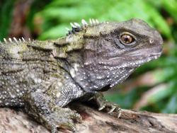 fortheloveofherpetology:Tuatara (Sphenodon punctatus)The tuatara is famous because it is the only su