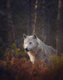 wolfsheart-blog:  Wolf by Niko Pekonen.