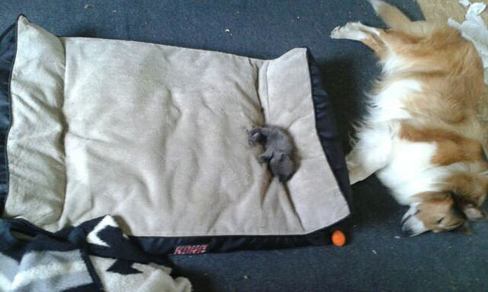 tastefullyoffensive: Cats are adorable little jerks.