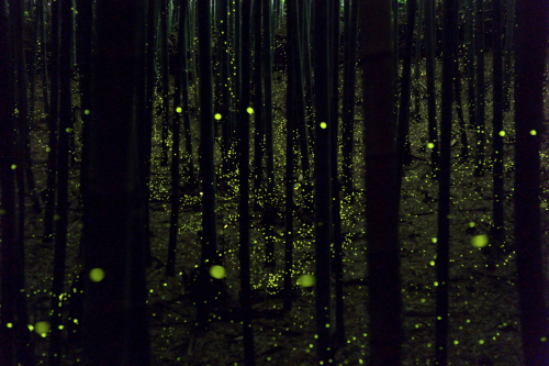 awkwardsituationist:photos by yume cyan of fireflies in timelapse from a forest outside nagoya city,