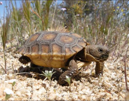 typhlonectes:Desert Tortoise baby at  Joshua Tree National Park, California, USA We are celebrating 