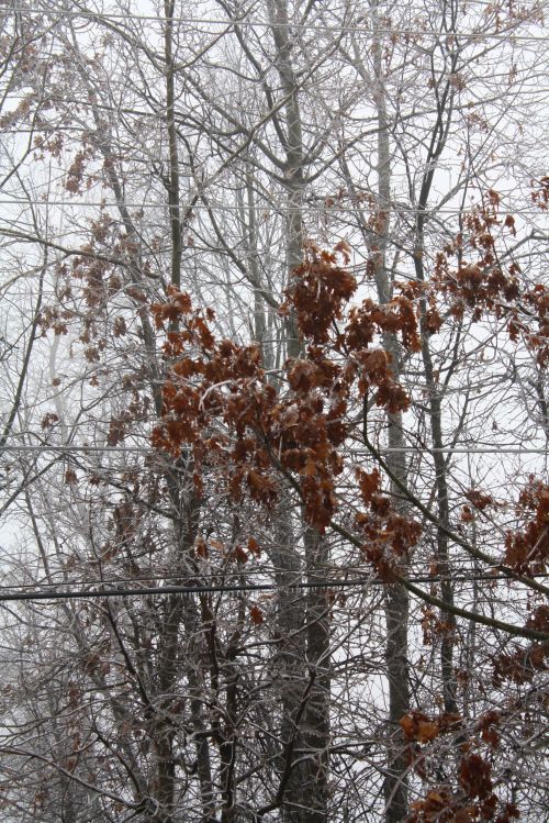 coraruthphotography:  After an ice storm 1/17/17  🌨❄️🍂  Cora Ruth Photography 