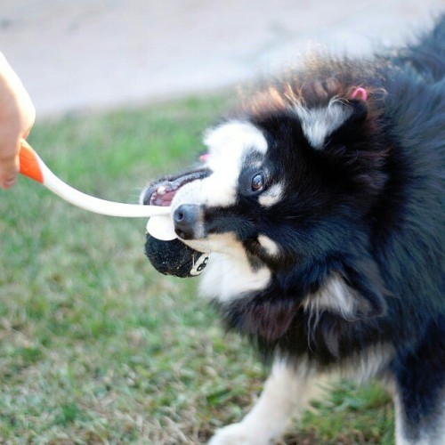 That moment when your dog wants the Chuck-it stick more than the ball… #chuckit #playball #le