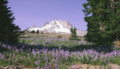 expressions-of-nature:  by Keith Carey Mt. Hood, Oregon 