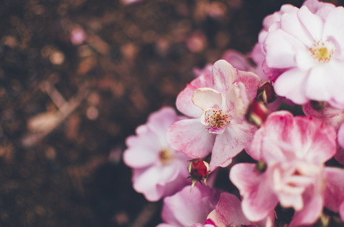 tumblr photo amndaax 2