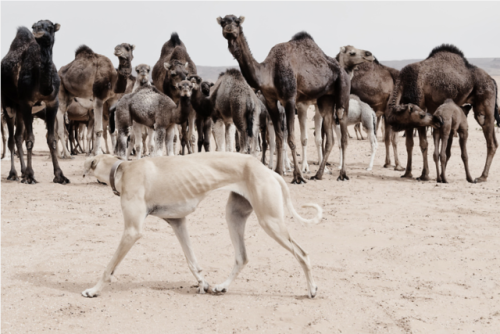 livestockguardiangod:A Sloughi (Arabian greyhound) herds a group of dromedaries (camels) in the dese