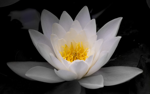 lensblr-network: Water Lily on Triton Lake Powerscourt Estate, Co. Wicklow, Ireland by A. O’ B