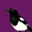 mullberrymagpie