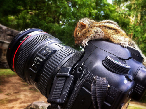 mothernaturenetwork: Photo of the day: Abandoned baby squirrel gets a second chance Read little Rob&