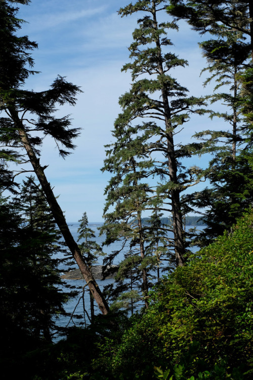 trail to half-moon baypacific rim national park, bc