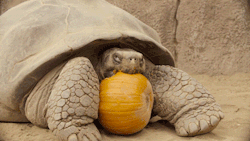 sdzoo:🎃 🐢 Watch the full video on YouTube