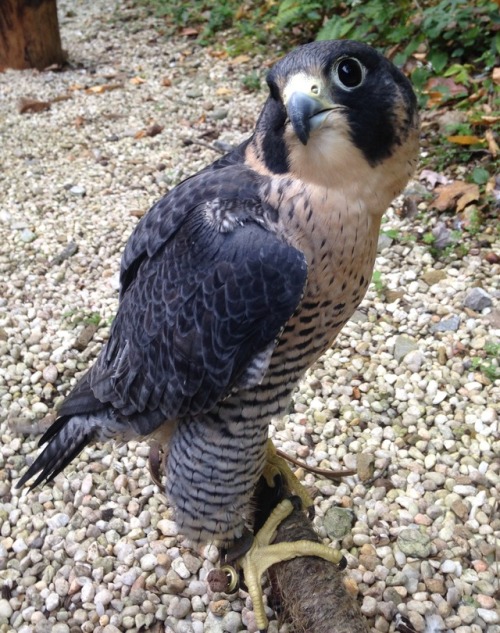 Of the many cuties I am now working with at the raptor center, I think one of my new favorites is Le