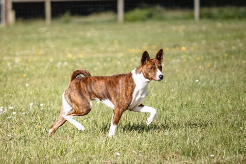 mostlyvoidpartiallydogs: this basenji was highly suspicious of the lure LCKC fun run July &lsqu