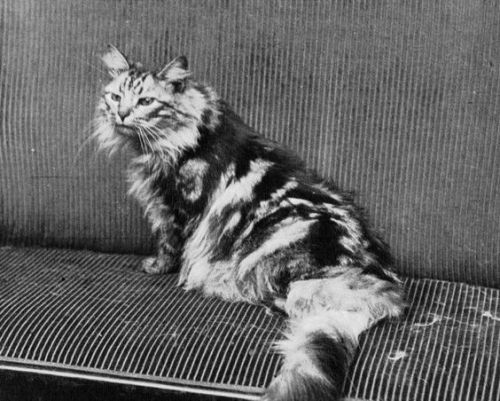 Cat Show […] | Agence de presse Mondial Photo-Presse. Agence photographique | 1932 | National