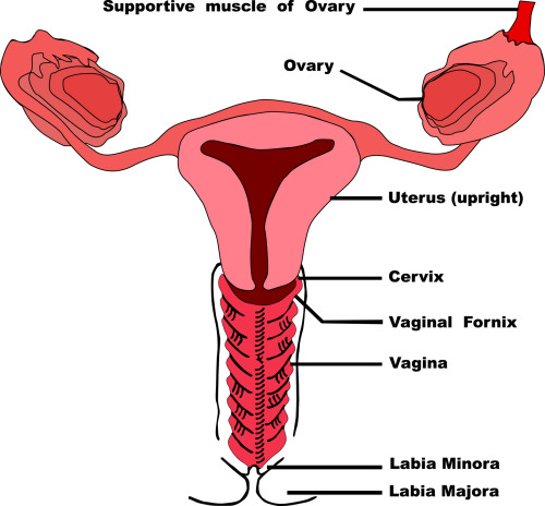 Female reproductive system anatomy and vagina