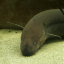 cyathaspis