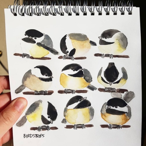 Bird no. 180. Dees chicks.Can you believe that today marks 6 months of birds?! What a wild ride this
