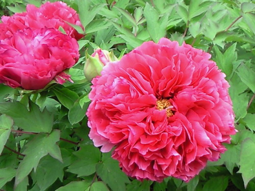 haruka-nature: Botan (Peony) Yakuouin, Shinjyuku Tokyo