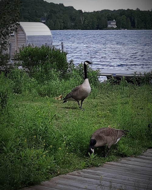 #CanadianGeese