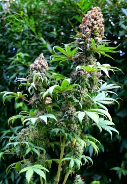 delta9cloud:  Im always amazed by how pretty the cannabis plant is - Follow www.delta9cloud.tumblr.com