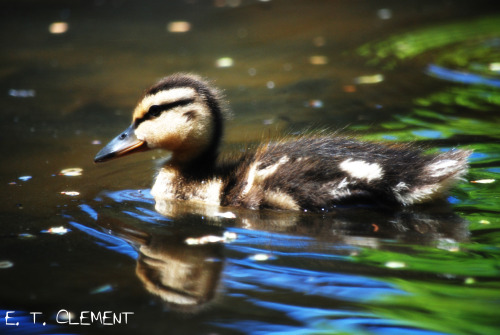 feministengineer:I have a thing for photographing little ducklings