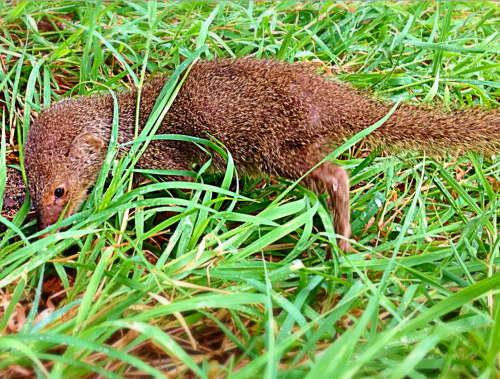 This is a juvenile mongoose at Shipwreck Beach on St. Kitts. They were brought here to control the s