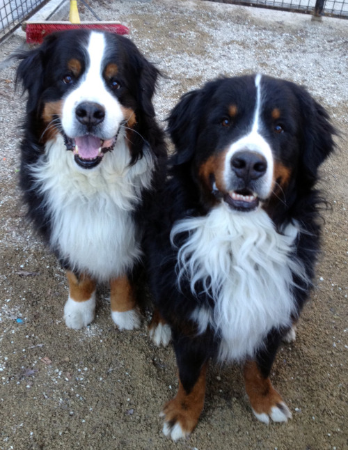 handsomedogs:Two handsome dogs! Tonka and Tie the Bernese Mountain Dogs at the Washington Square P