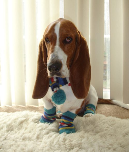 Canes Gestantes Impiliatastefullyoffensive:Dogs Wearing SocksPreviously: Dogs Wearing Hats, Cats Wea