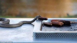 masturhaters:thepredatorblog:bullshit-bullsharks:An eastern brown snake was caught stealing sausages from a barbecue in… You guessed it. Australia. The snake was said to have snatched the sausage and gone back into the bush to hide and enjoy its meal.