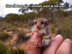 srsfunny:  Western Pygmy Possum   *googles*