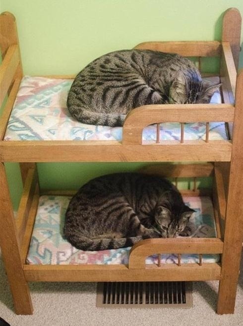 copperbadge: geekerypeekery:  bunny-butch:  markv5:   Котовьи общежития  Котовьи общежития   “Kitty dormitory”   @copperbadge   Stackable cats for all you urban-dwellers!  Russian nesting cats or…. CATRYOSHKAS 