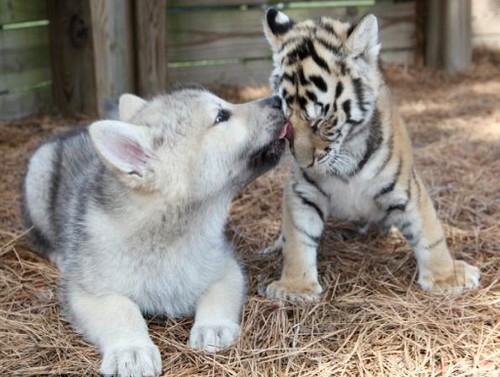 wonderous-world:  Unlikely Friends by Barry Bland They are beginning their journey as animal ambassadors at The Institute of Greatly Endangered and Rare Species. The young timber wolves and Bengal tigers seem unaware that they are supposed to be sworn