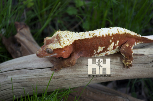 Candide Finally nice enough out to take outdoor gecko photos :) The Harlequin Hoard