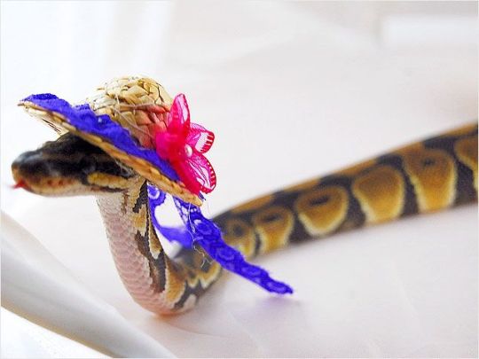 falseprophet: shiisiln:  dracofidus:  dracofidus:  DO NOT QUESTION MY COLLECTION OF JANE AUSTEN SNAKE PHOTOS A MAN IS ALLOWED TO HAVE A HOBBY  okay, so, here is my Pride and Prejudice collection: Elizabeth Bennet: Jane Bennet: Lydia Bennet: Mr Darcy: