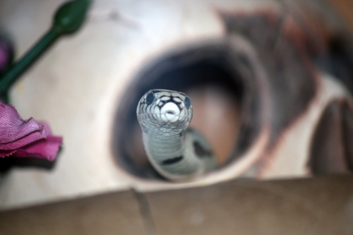 kingssnake:  the look on this snake’s face every time he notices that i’m in the room  Haha mine does the same thing. So cute.