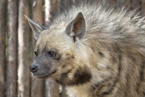 zooreviews: Striped Hyena by San Diego Zoo Global on Flickr.