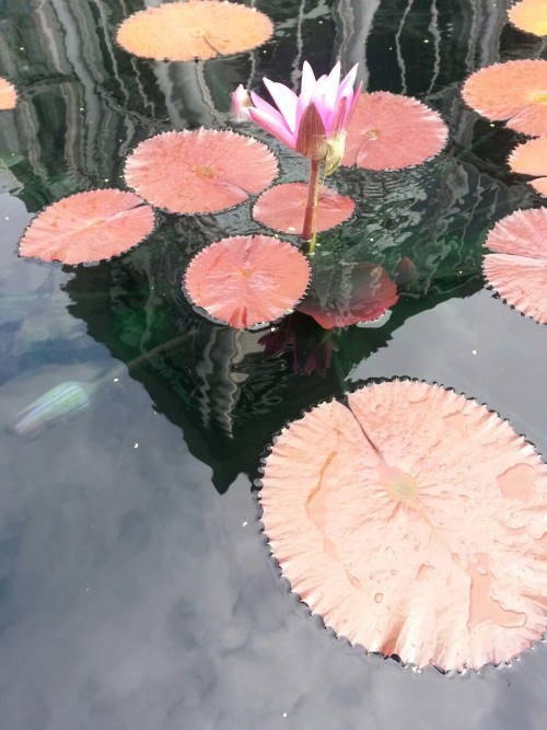 mosshospital:coolest pond ever