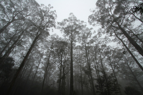 Trees in the Mist, New England National Park by Strepto on Flickr.