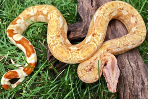 almightyshadowchan:Prudence, 2016 Purple Sharp Albino (Boa imperator)