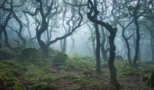 quiet-nymph - Forest Photography byJames Mills