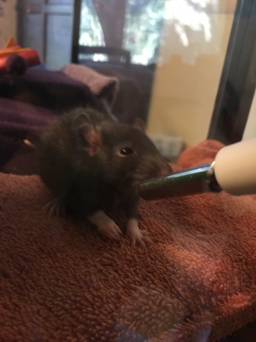 Baby boys! Black and white is named Fry. Mr. Sock Feets doesn&rsquo;t have a name yet. I can&rsquo;t