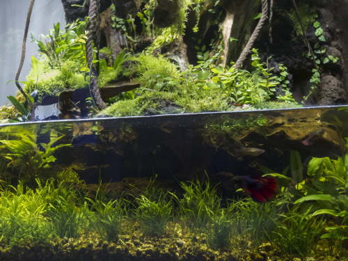 amazingpetenclosures:Gorgeous dart frog setup