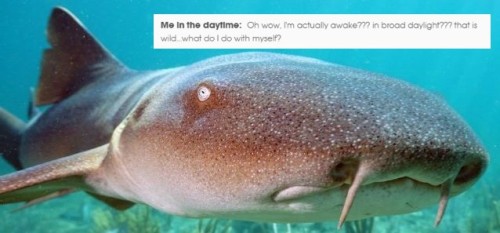 originaljediinjeans - Text posts + Sharks