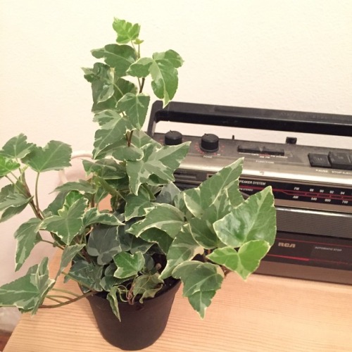 hushbean: My new friends!!