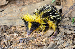 The Lowland Streaked Tenrec